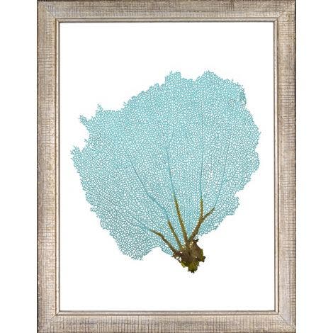 Picture of BLUE FAN CORAL IV