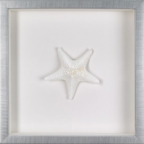 Picture of COMMON STARFISH