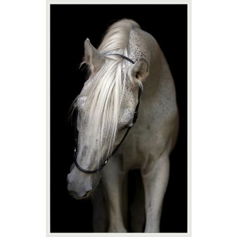 Picture of PASHA HORSE ART