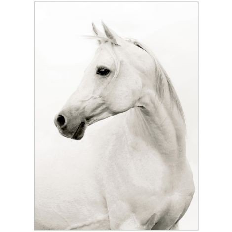 Picture of PORTRAIT OF A STALLION