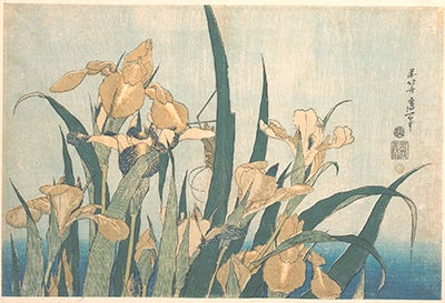 Grasshopper_and_Iris.2
